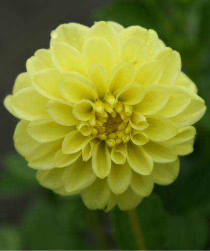 Dahlia variabilis 'Go Getter'