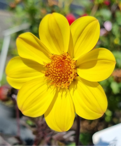 Dahlia variabilis 'Heathers Yellow' - NEW