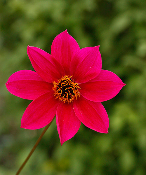 Dahlia variabilis 'Home Run'