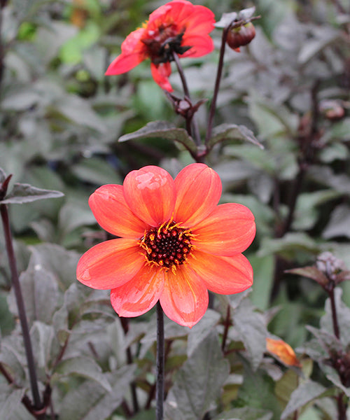 Dahlia variabilis 'Love Affair'