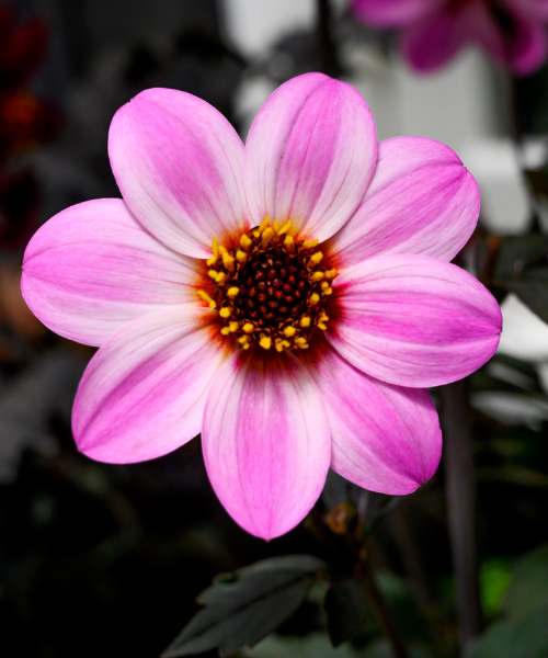 Dahlia variabilis x coccinea Mystic 'Dreamer'  - NEW COMING MID AUTUMN 2026