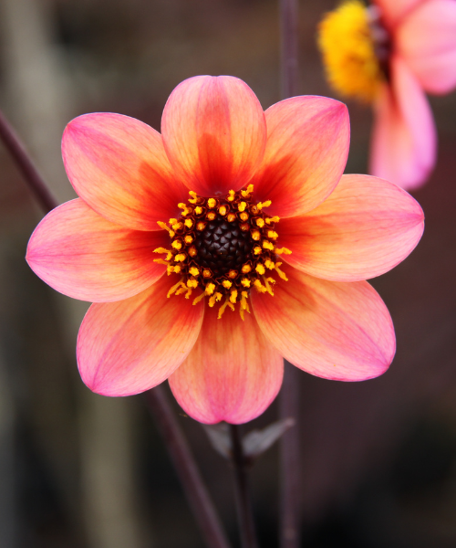 Dahlia variabilis x coccinea Mystic 'Fantasy' - NEW