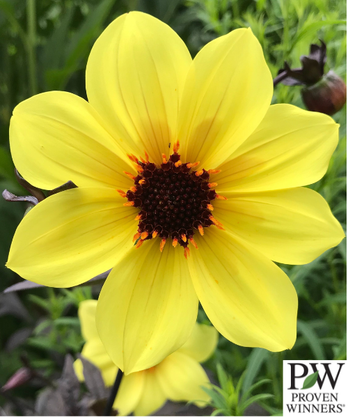 Dahlia variabilis Mystic 'Illusion' - NEW