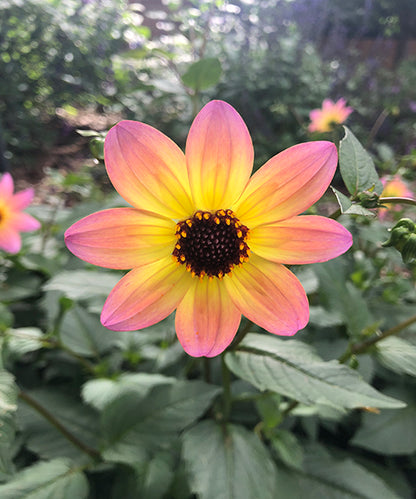 Dahlia variabilis 'Titoki Point'