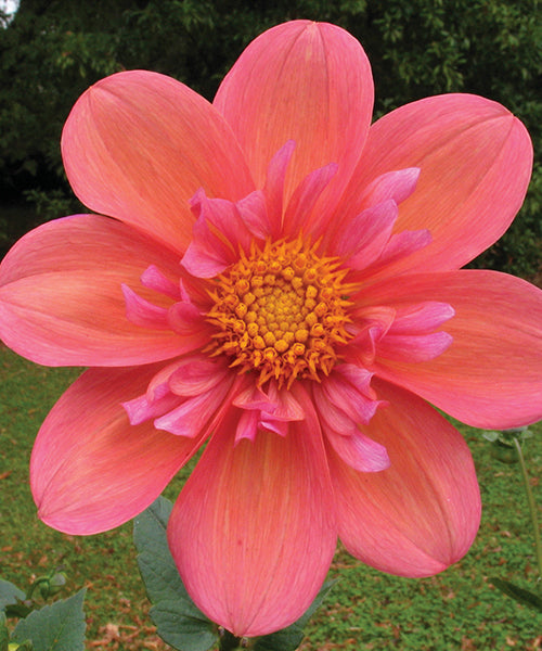 Dahlia variabilis 'Tone Poem'