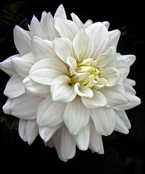 Dahlia variabilis 'White Cockatoo'