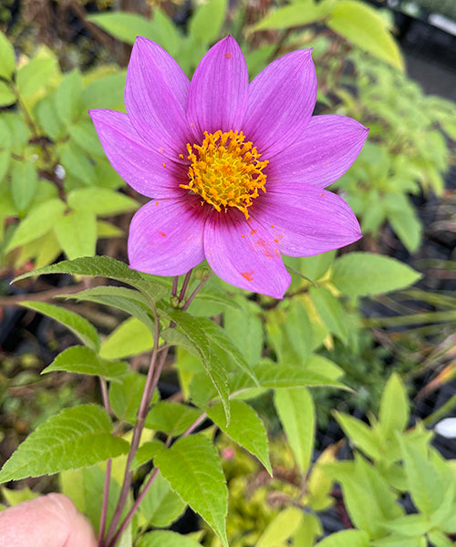 Dahlia imperialis 'Hot Pink'