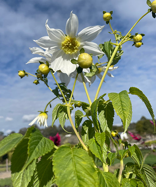 Dahlia imperialis 'Single White'