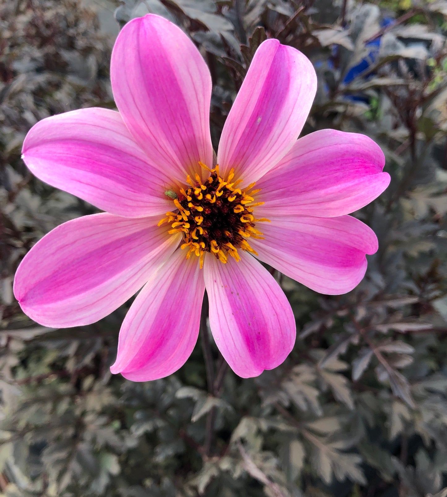 Dahlia variabilis 'Arcadian Magic'