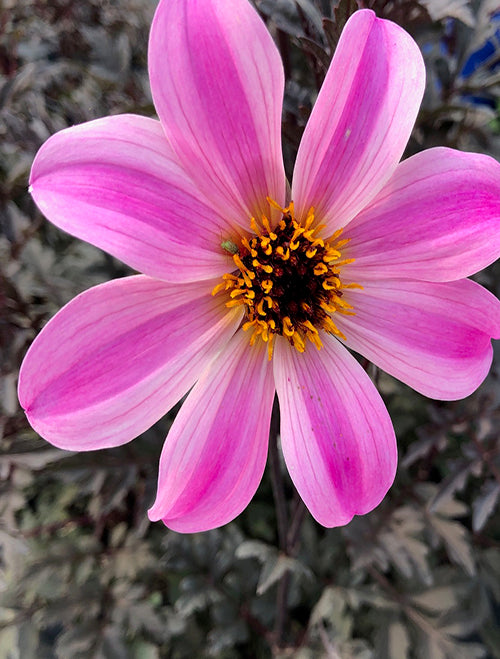 Dahlia variabilis 'Arcadian Magic'