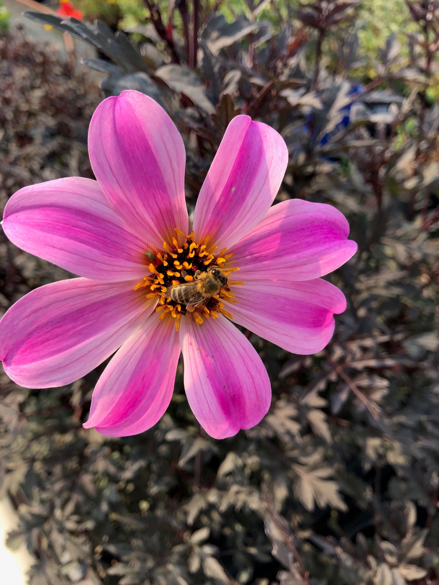 Dahlia variabilis 'Arcadian Magic'