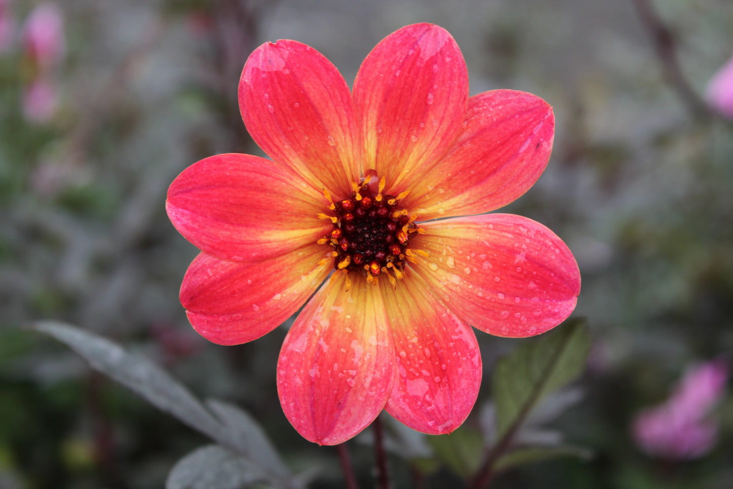 Dahlia variabilis 'Arcadian Sunset'