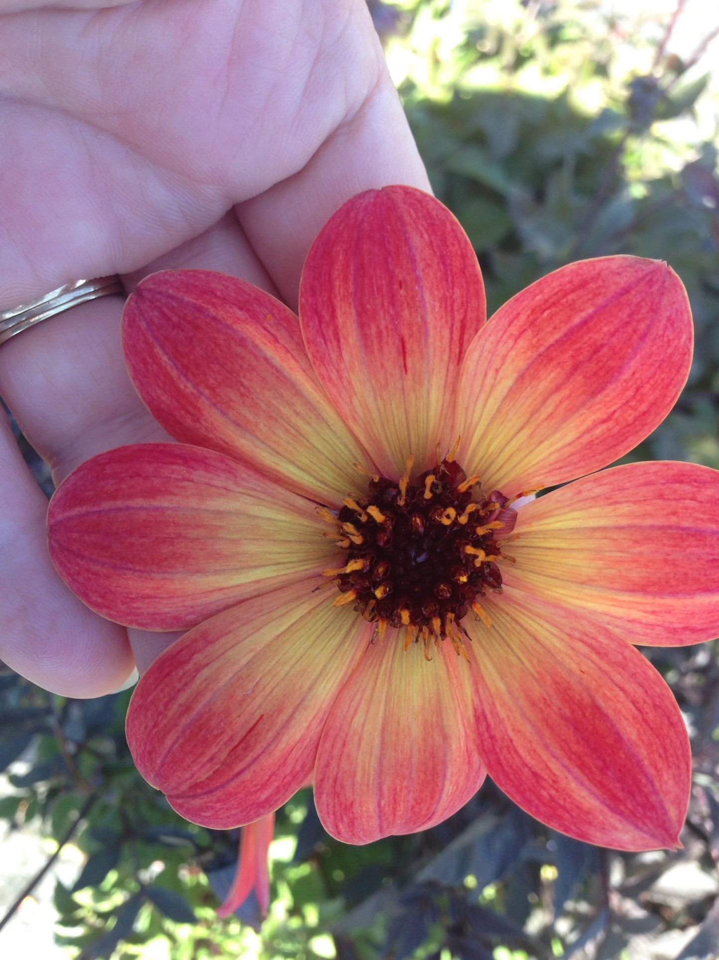 Dahlia variabilis 'Arcadian Sunset'