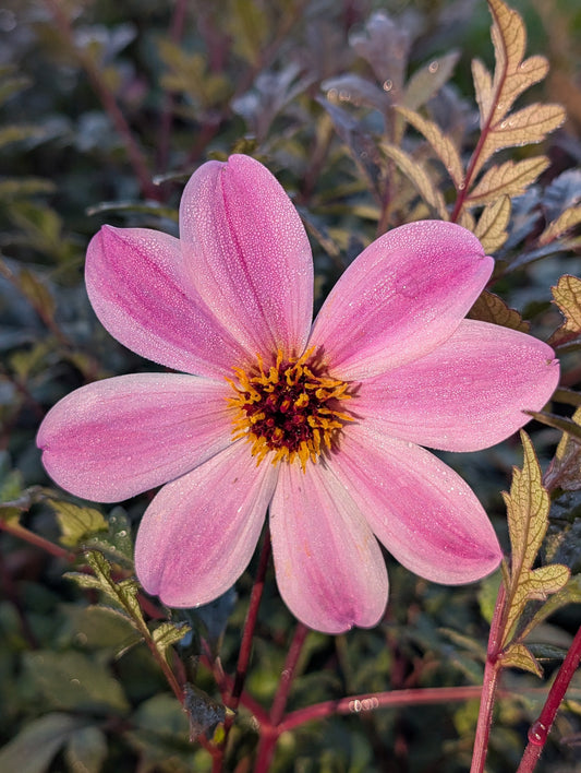 Dahlia variabilis 'Arcadian Magic'