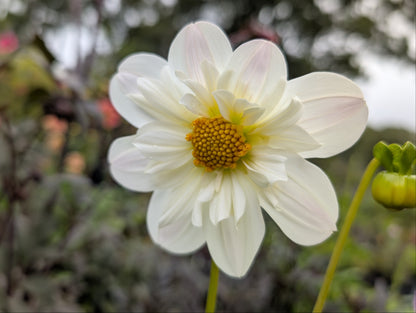 Dahlia variabilis 'Cindy's White' - NEW