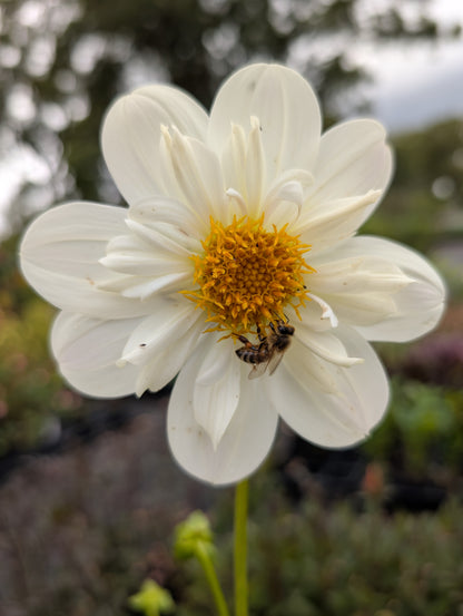 Dahlia variabilis 'Cindy's White' - NEW
