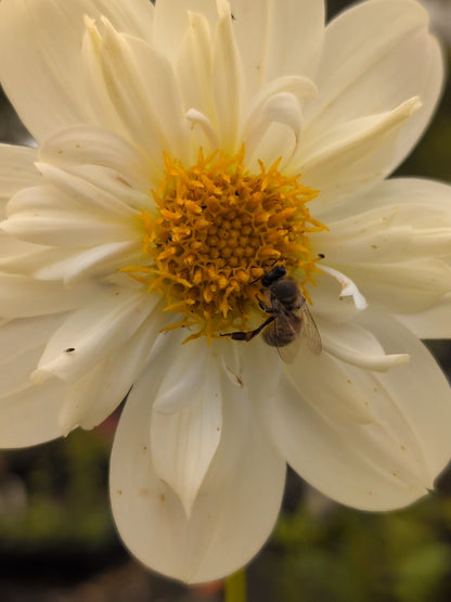 Dahlia variabilis 'Cindy's White' - NEW