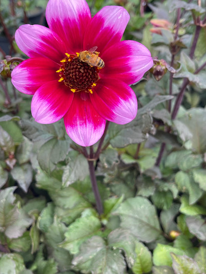 Dahlia variabilis 'Dannevirke'