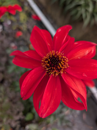 Dahlia variabilis 'Dragon Lady' - NEW