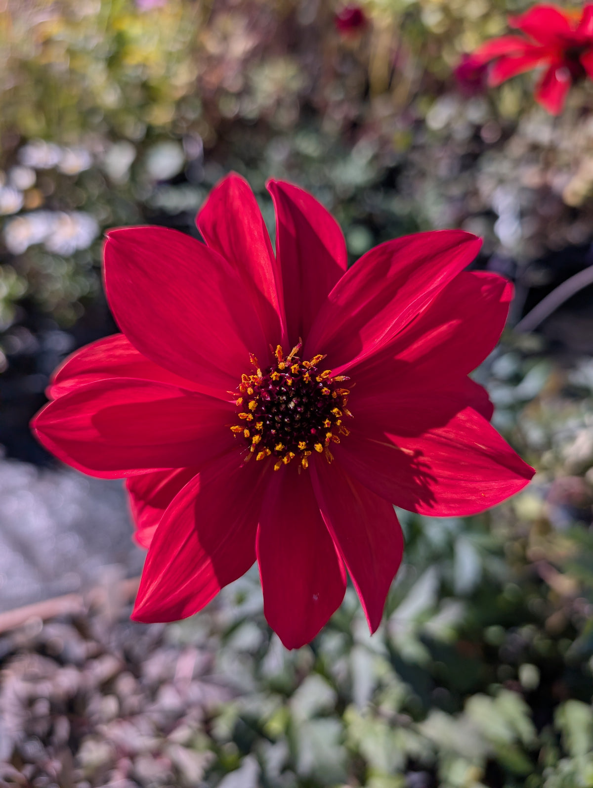 Dahlia variabilis 'Dragon Lady' - NEW