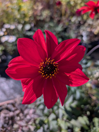 Dahlia variabilis 'Dragon Lady' - NEW