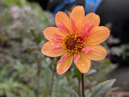 Dahlia variabilis 'Dream Weaver'
