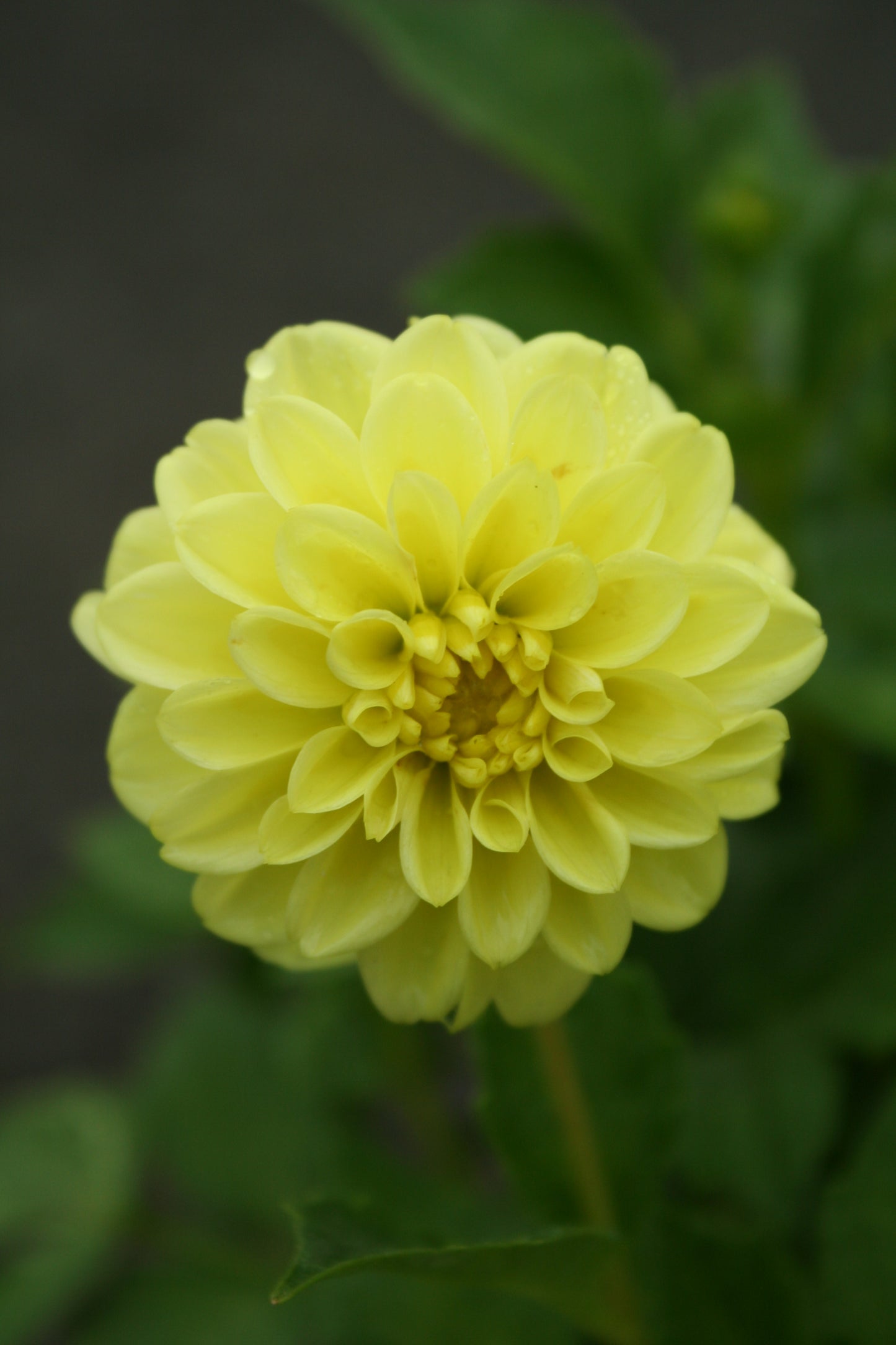 Dahlia variabilis 'Go Getter'