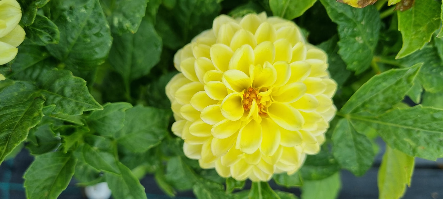 Dahlia variabilis 'Go Getter'