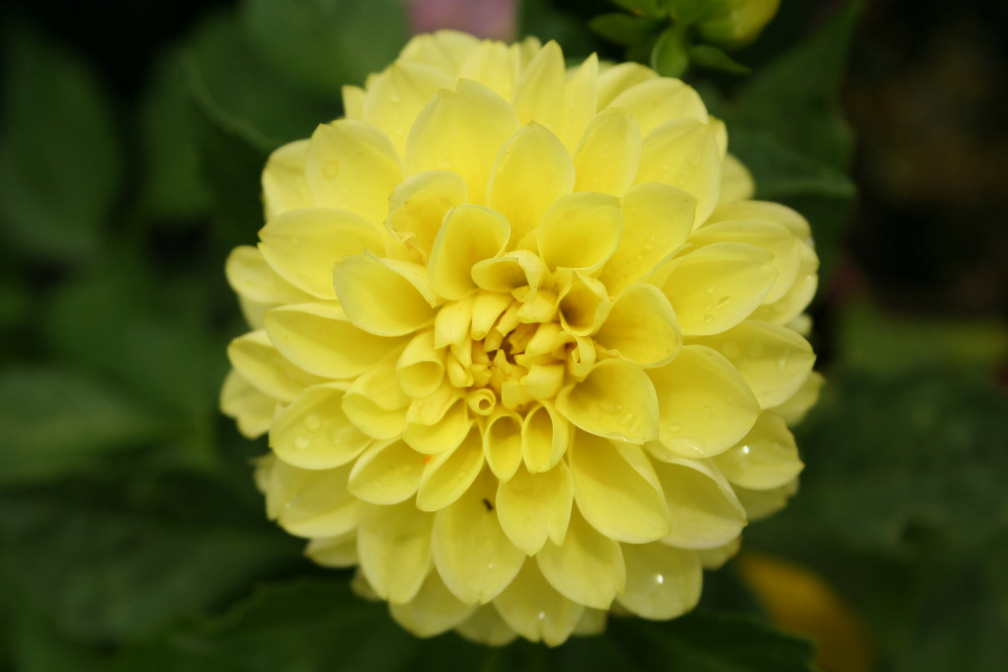 Dahlia variabilis 'Go Getter'