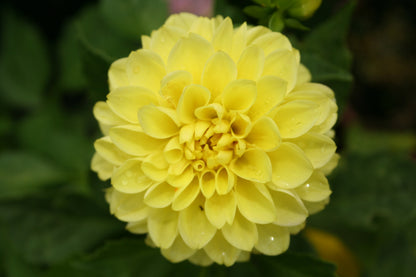 Dahlia variabilis 'Go Getter'