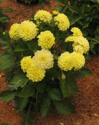 Dahlia variabilis 'Go Getter'