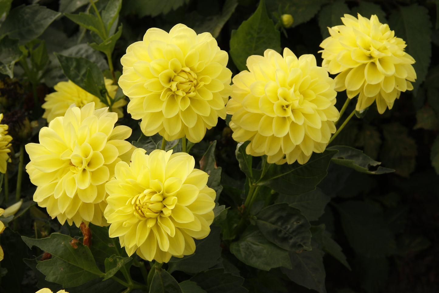 Dahlia variabilis 'Go Getter'