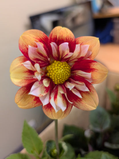 Dahlia variabilis 'Outrageous Gor Blimey' - NEW