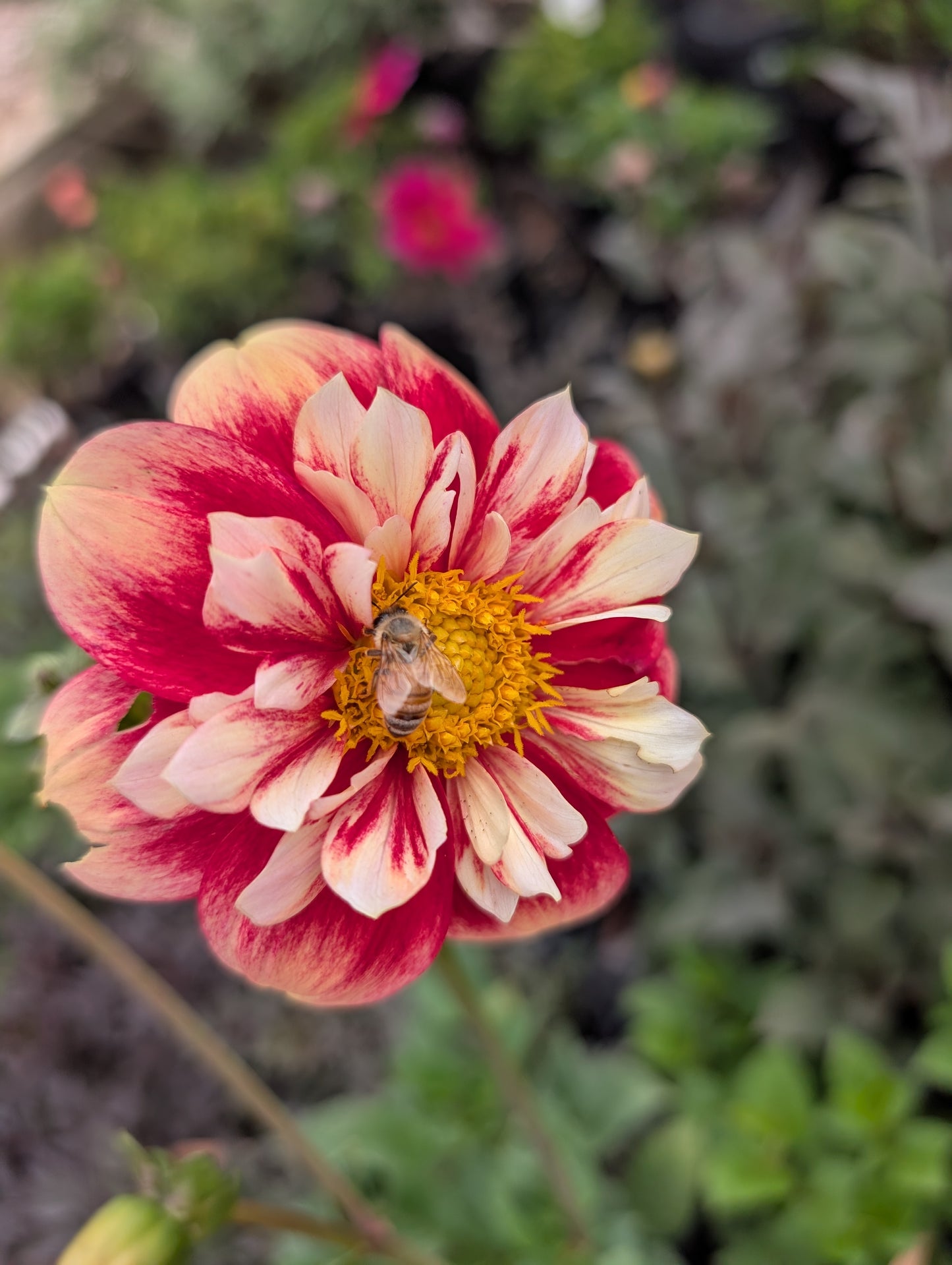 Dahlia variabilis 'Outrageous Gor Blimey' - NEW