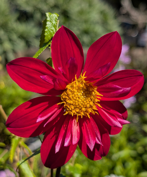 Dahlia variabilis 'Hanabi' - NEW