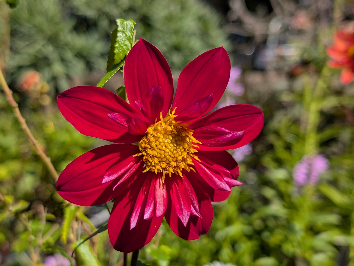 Dahlia variabilis 'Hanabi' - NEW