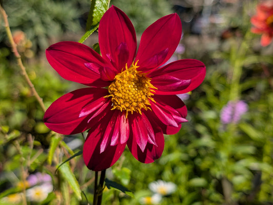 Dahlia variabilis 'Hanabi' - NEW