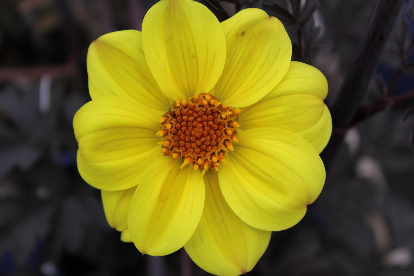 Dahlia variabilis 'Heathers Yellow' - NEW