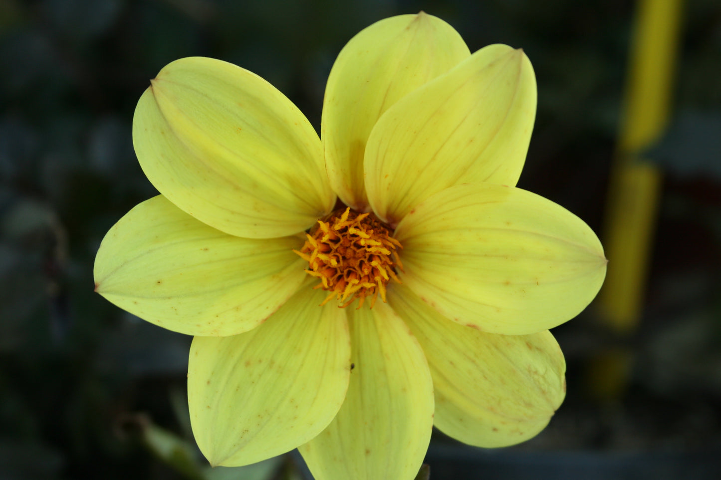 Dahlia variabilis 'Heathers Yellow' - NEW
