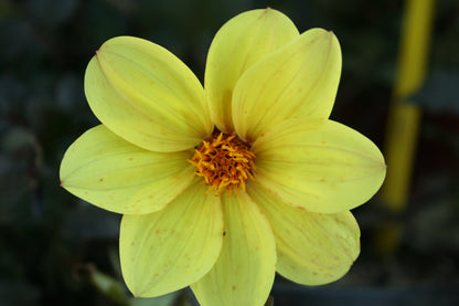Dahlia variabilis 'Heathers Yellow' - NEW
