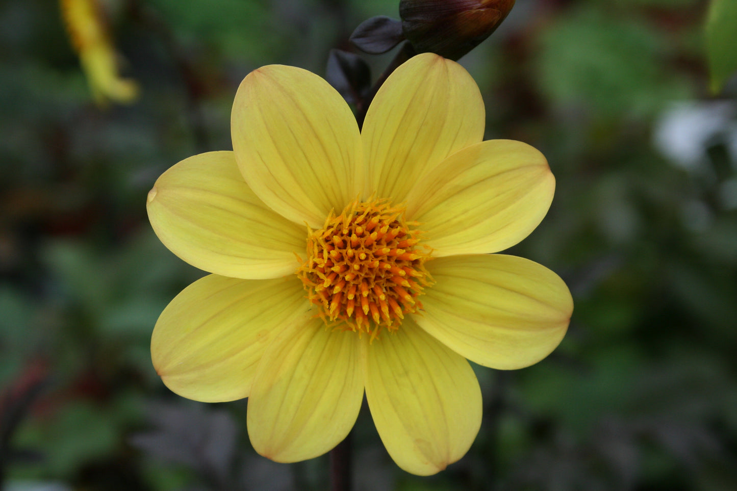 Dahlia variabilis 'Heathers Yellow' - NEW