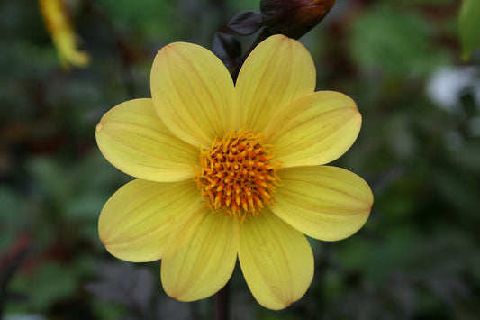 Dahlia variabilis 'Heathers Yellow' - NEW