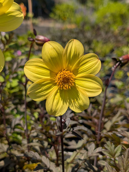 Dahlia variabilis 'Heathers Yellow'