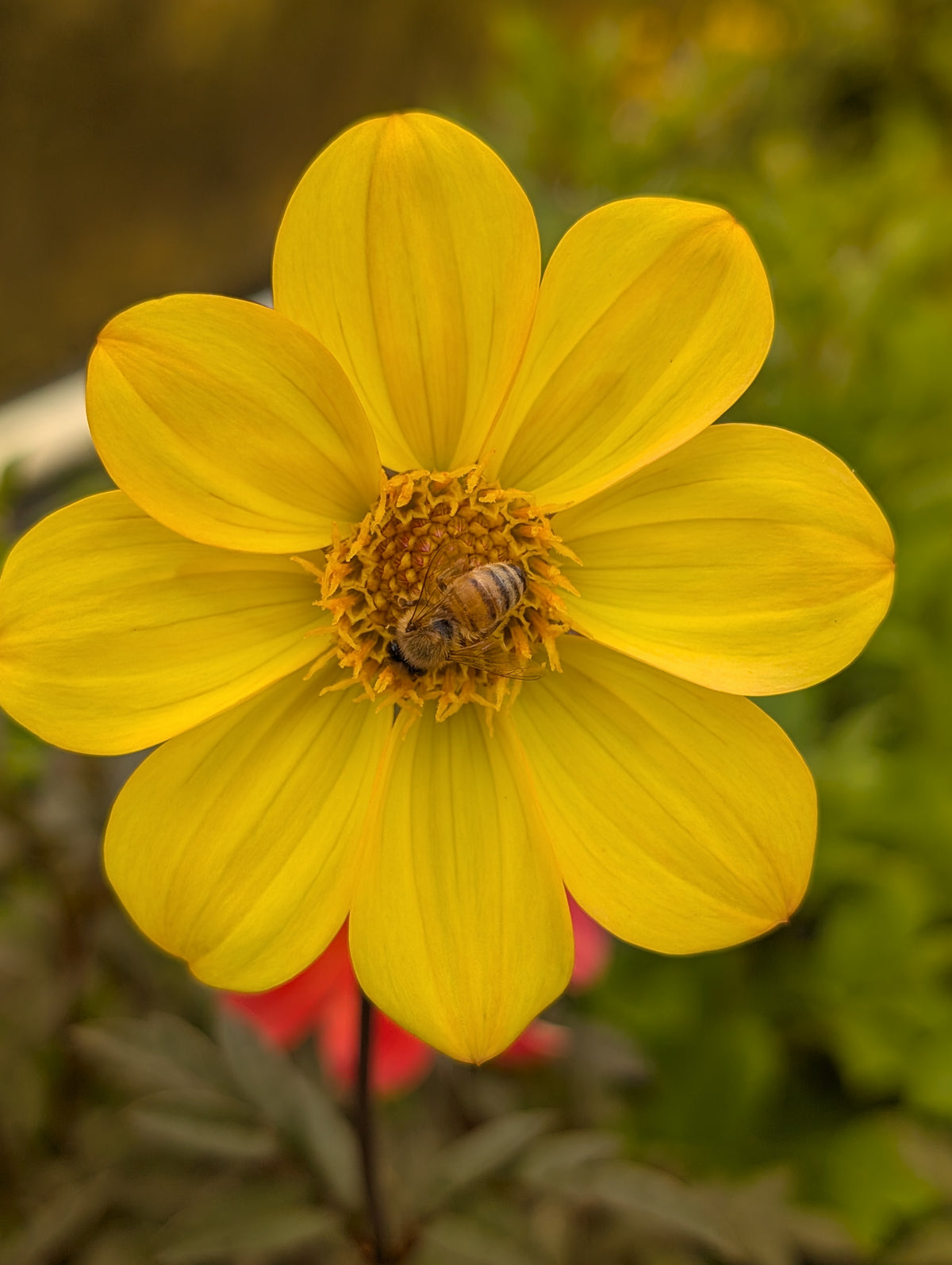 Dahlia variabilis 'Heathers Yellow'