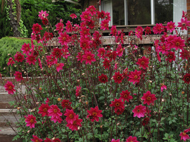 Dahlia variabilis 'Home Run'