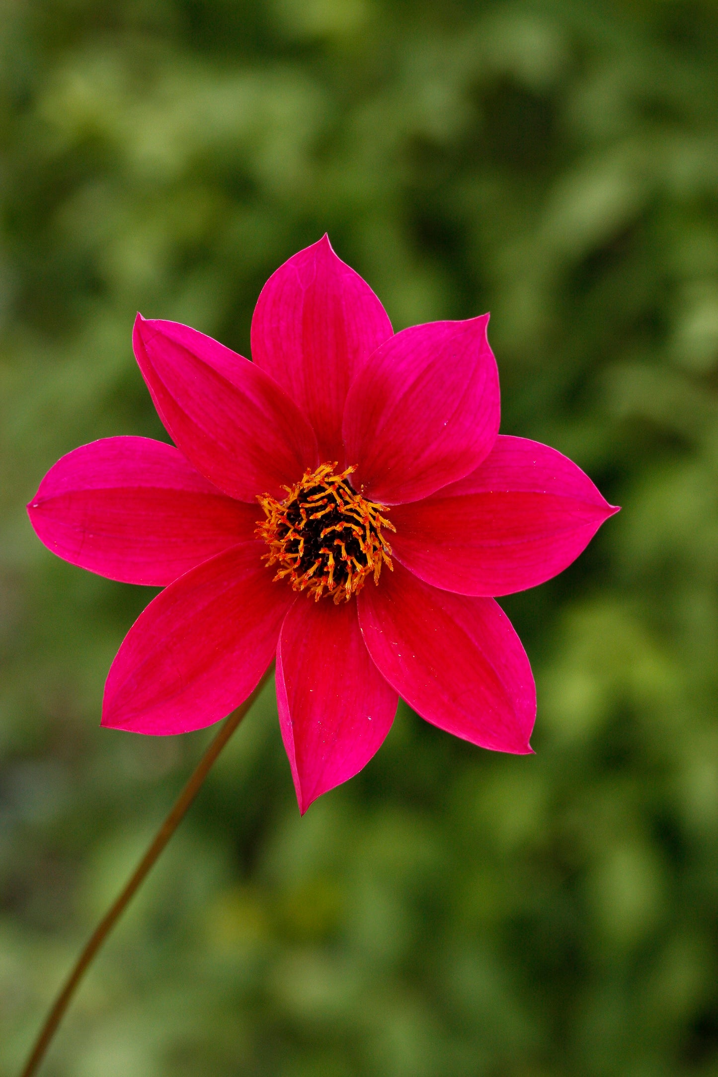 Dahlia variabilis 'Home Run'