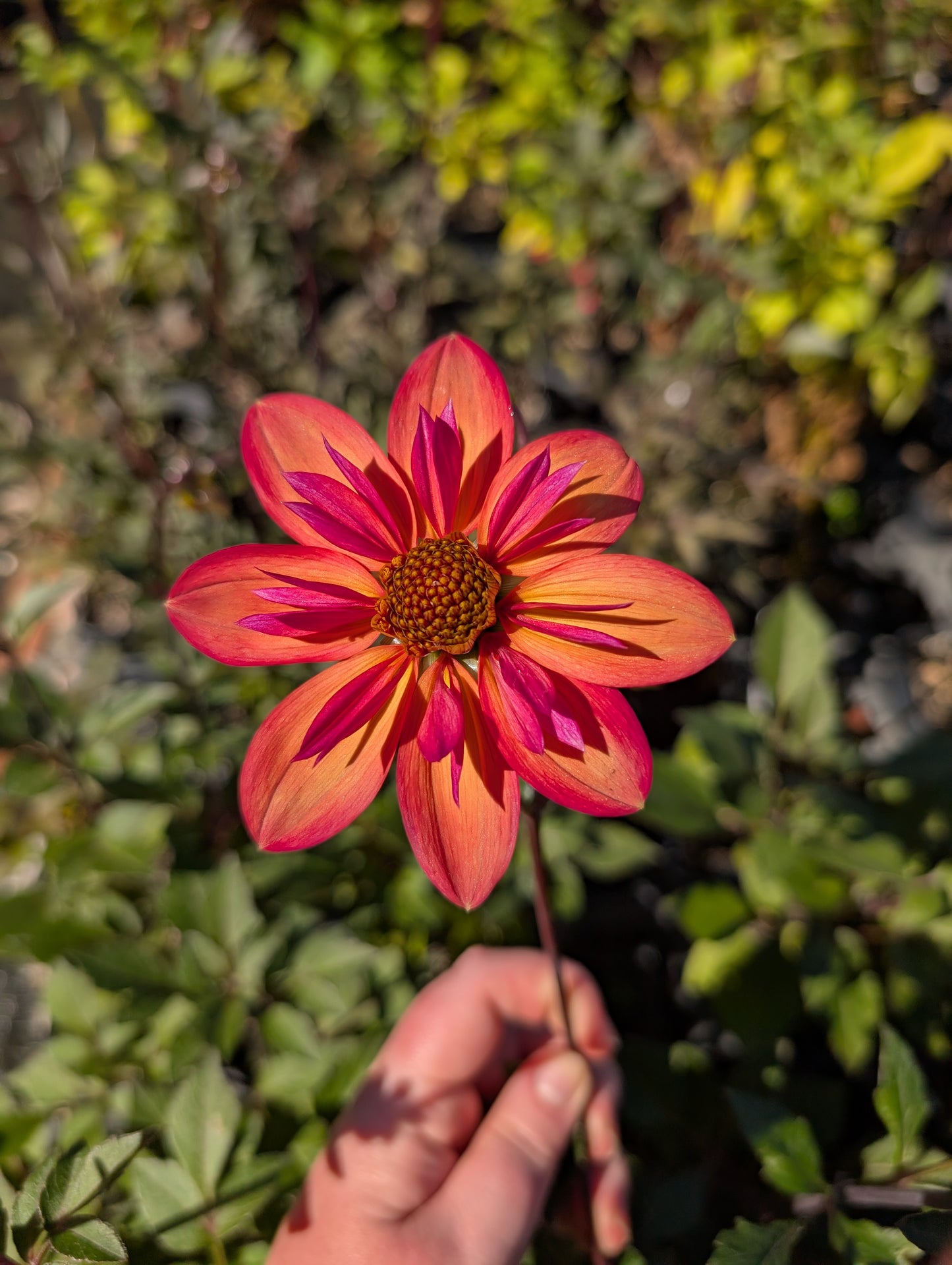 Dahlia variabilis 'Kindred Spirit' - NEW