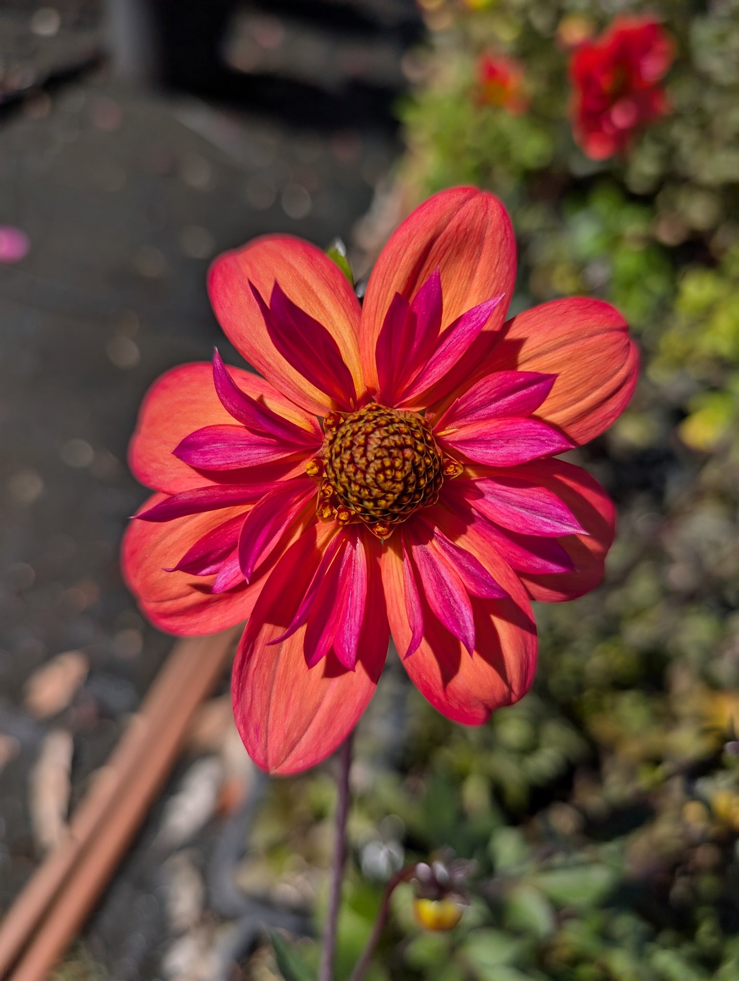 Dahlia variabilis 'Kindred Spirit' - NEW