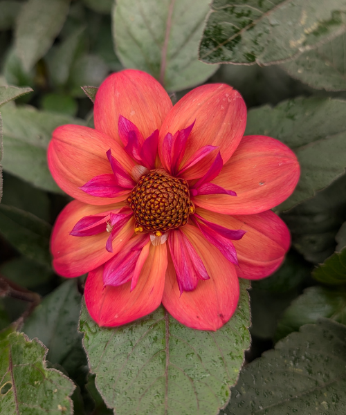 Dahlia variabilis 'Kindred Spirit' - NEW