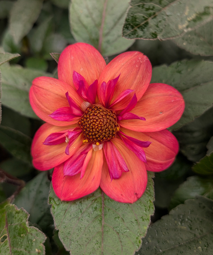 Dahlia variabilis 'Kindred Spirit' - NEW